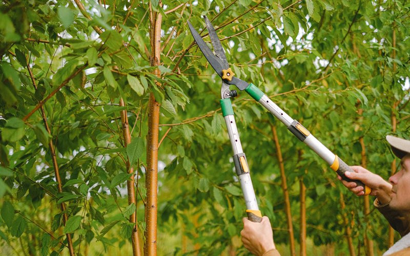 Tree trimming in Oneida, WI